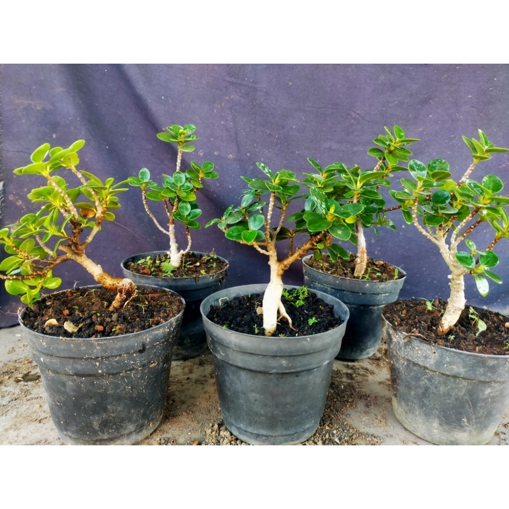 Dolar mangkok micro ori bonsai mame murah