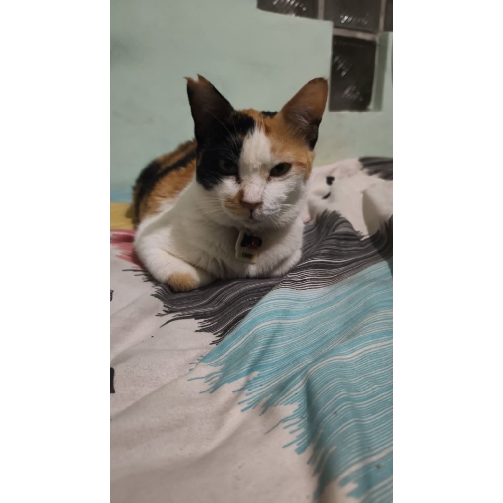 kucing calico