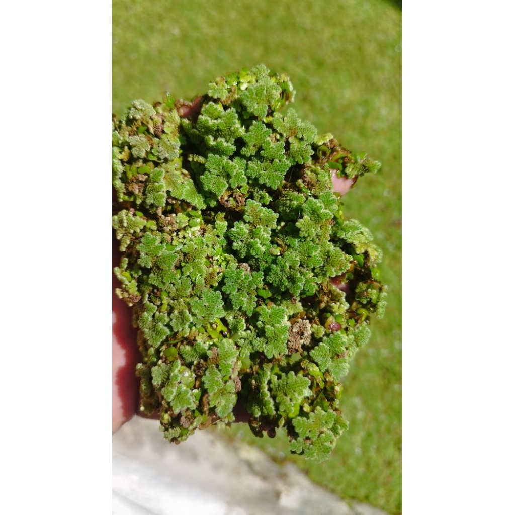Tanaman Azolla 1KG