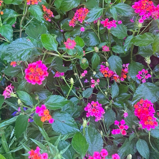 Bunga lantana / lantana / bunga lantana 2 warna