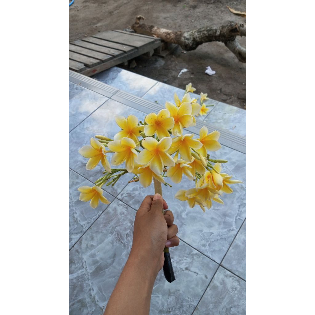 Bunga kamboja kuning