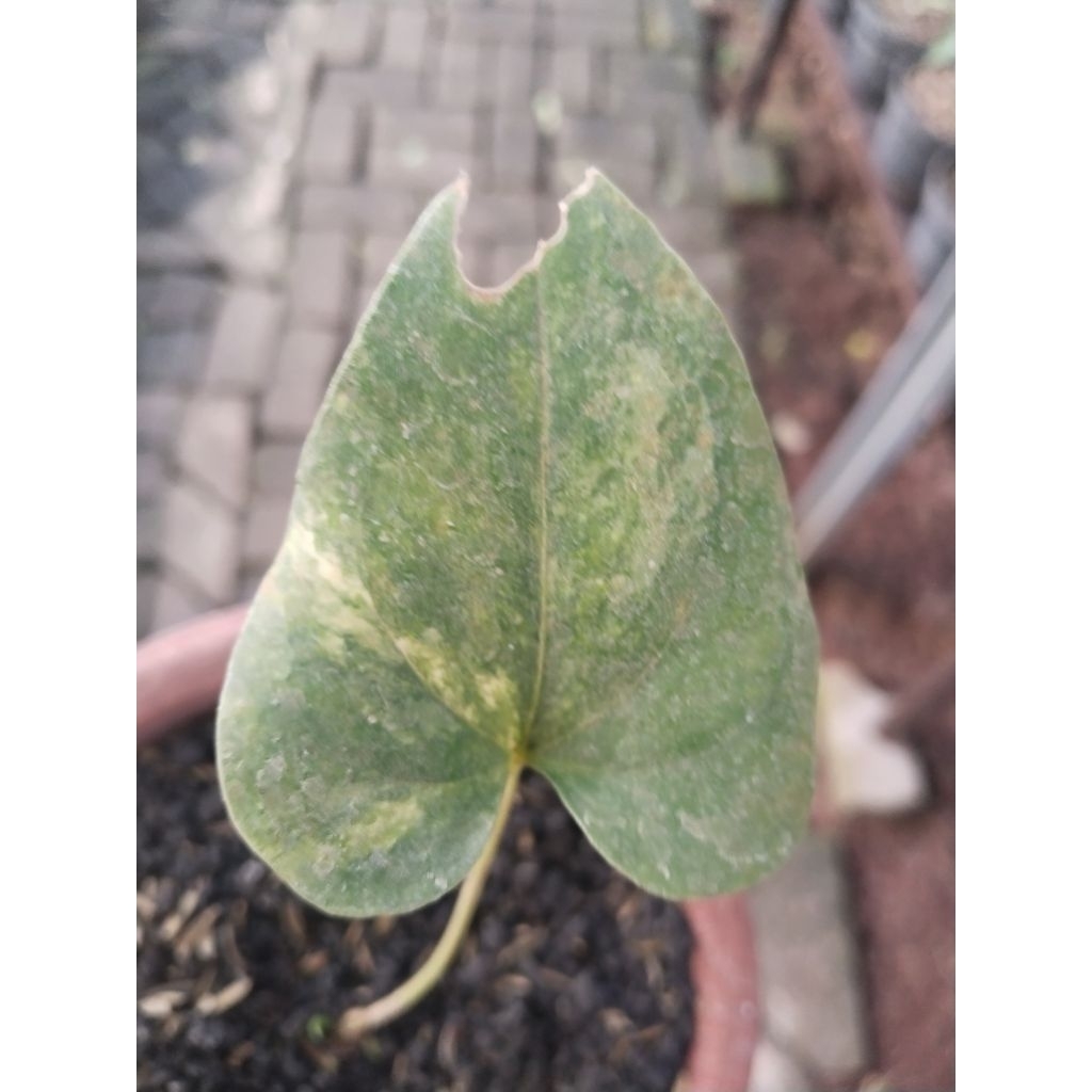 anthurium corong varigata  ( bonggol 3 tunas)