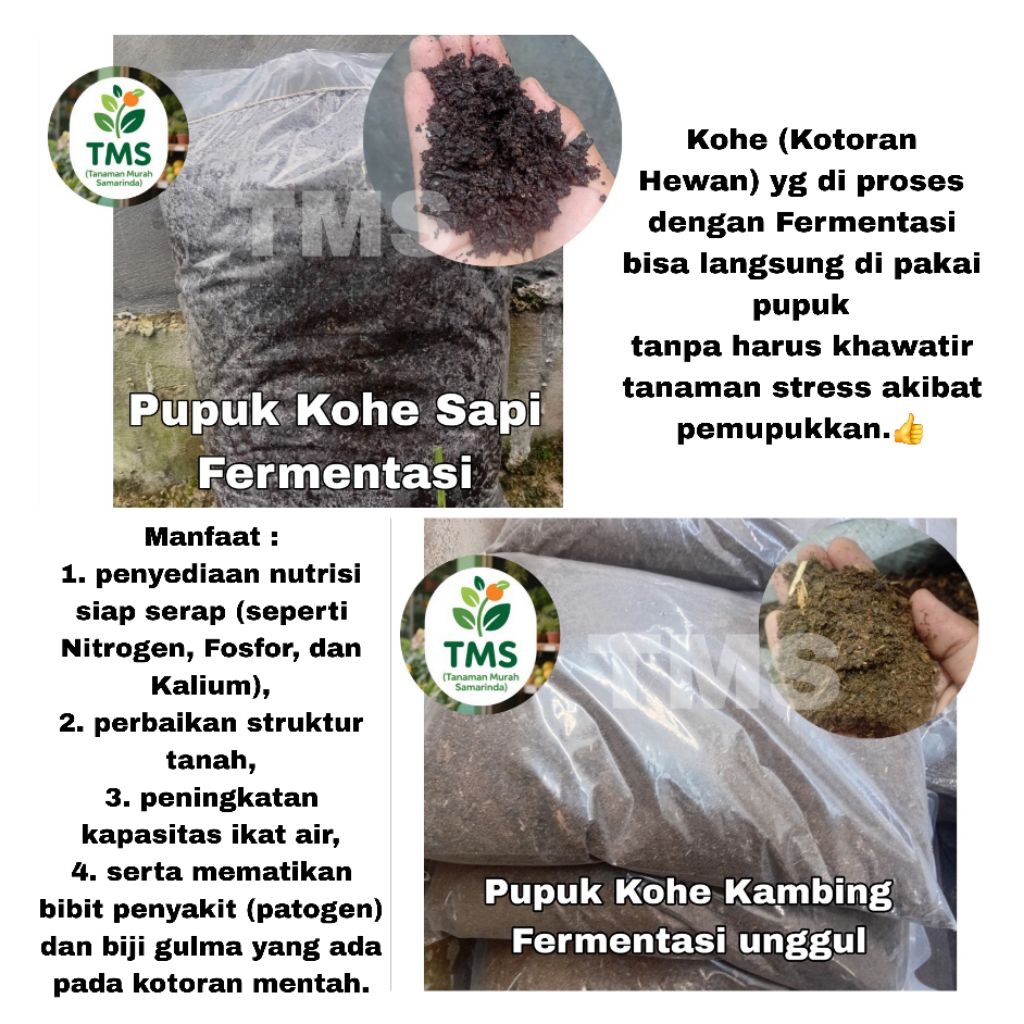 TMS~ Media tanam Pupuk Kohe Fermentasi Kohe unggul pupuk kohe sapi pupuk kohe kambing unggul