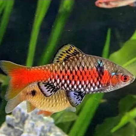 ODESSA BARB UKURAN 2 CM