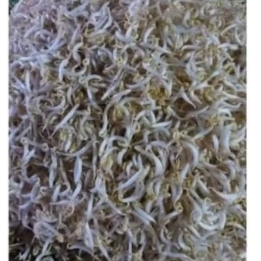 tauge fresh batam