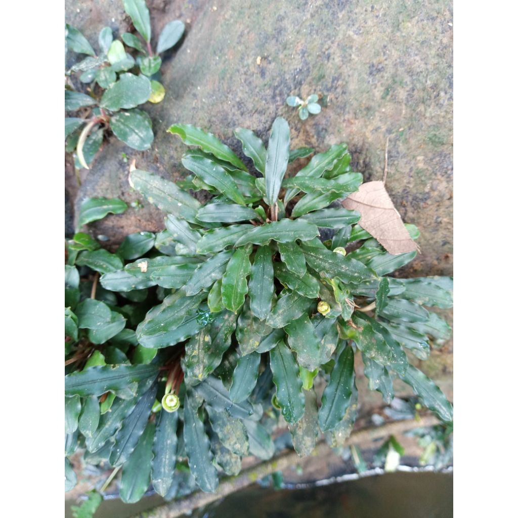 Bucephalandra Theia medium per clum