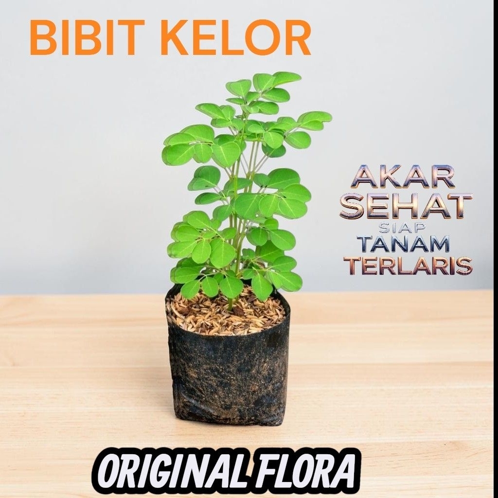 Bibit Daun Kelor Pohon Kelor Bibit Kelor