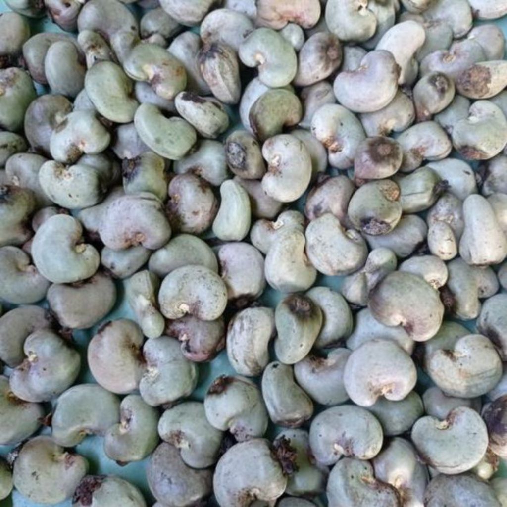 biji jambu mete/jambu monyet mentah 1kg