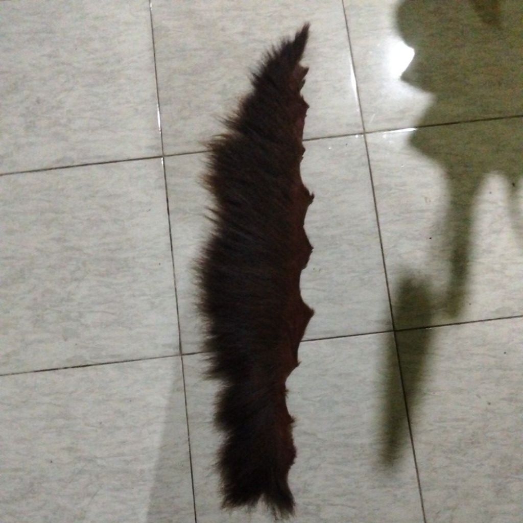 suri kuda asli 20-21 cm