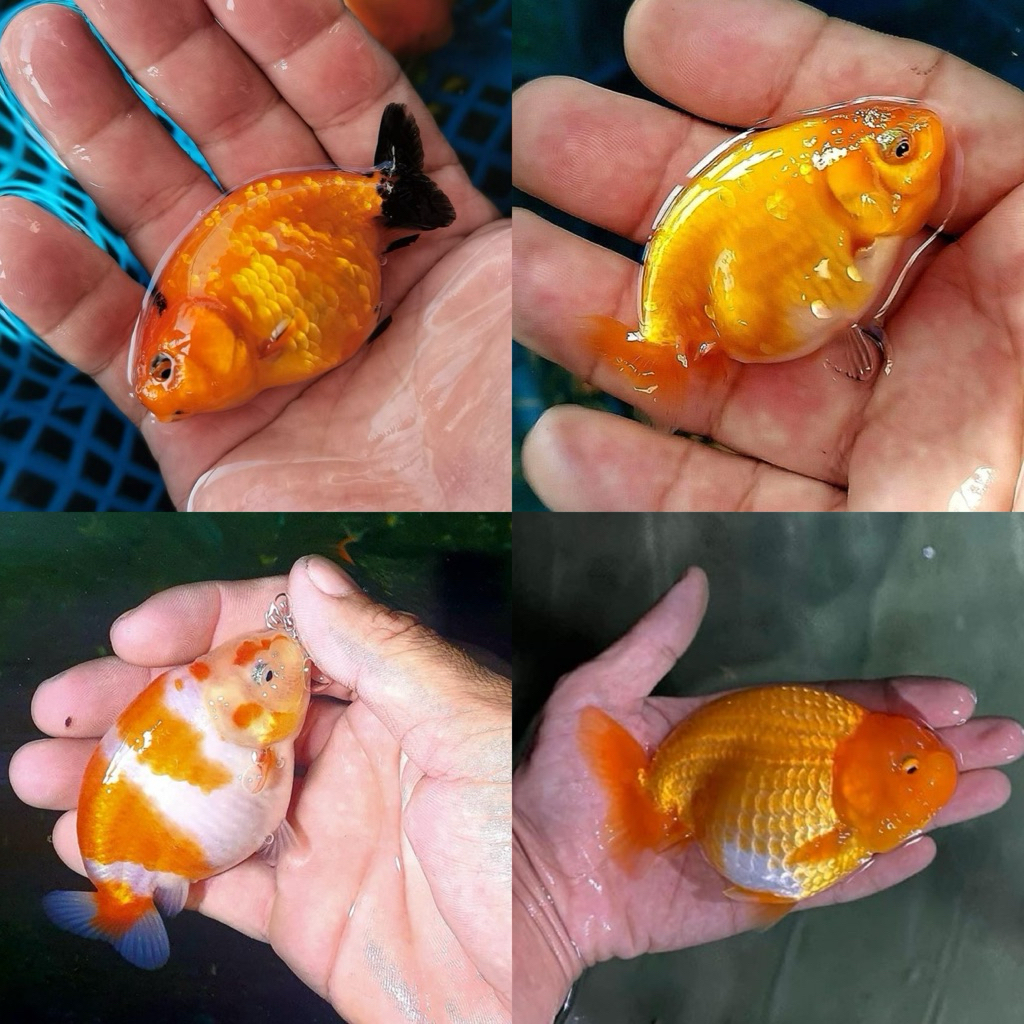 [Chan Aquatic] Ikan Hias Koki Ranchu Red White | Ranchu RW Goldfish | Size M+
