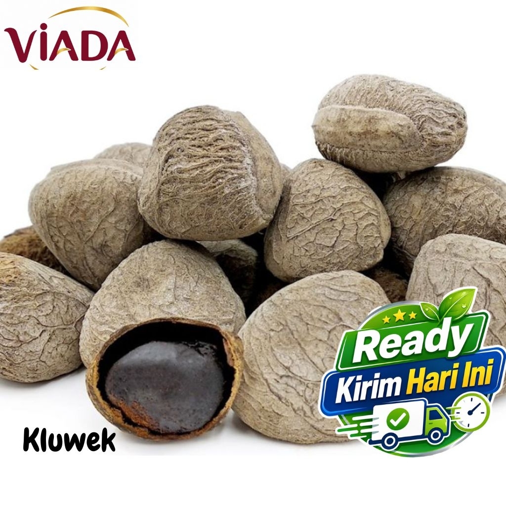 Kluwek Buah Kluwek Bumbu Rempah Segar Viada