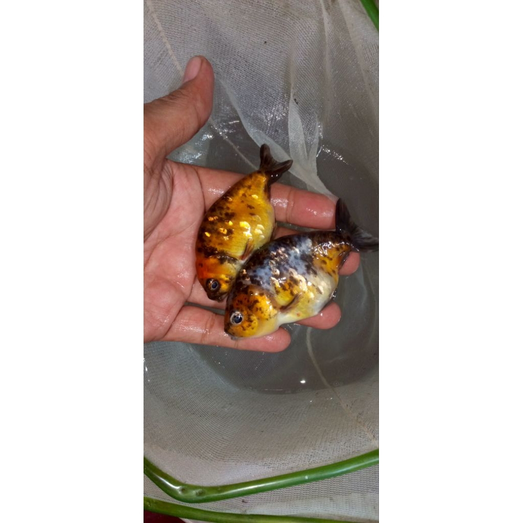 ikan koki ranchu calico