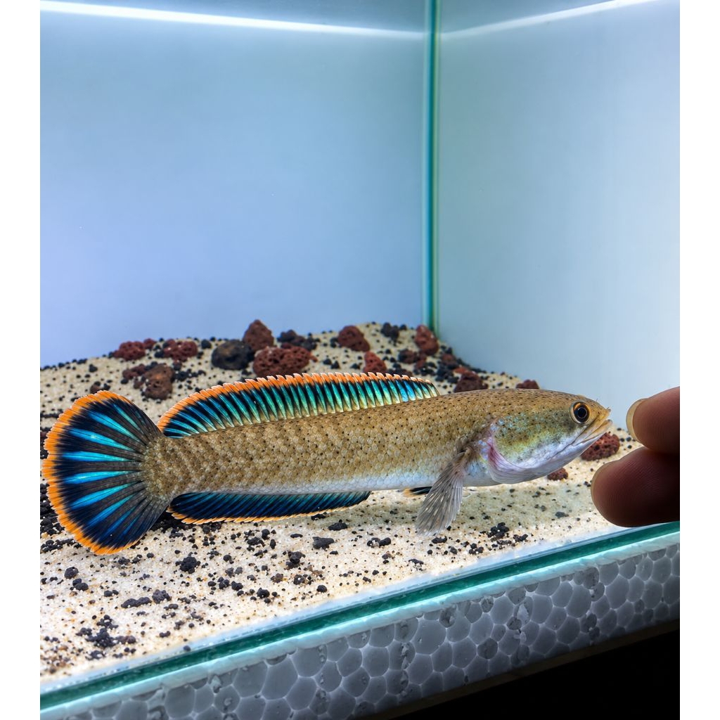 Channa Limbata Lawu CB sudah karantina siap kirim Ikan sehat 100% bahan