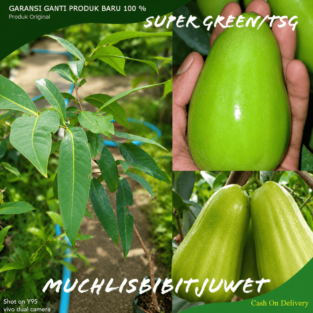 BIBIT JAMBU AIR SUPER GREEN Hasil Okulasi ATAU JAMBU AIR TAIWAN SUPER GREEN UNGGUL SUPER MURAH