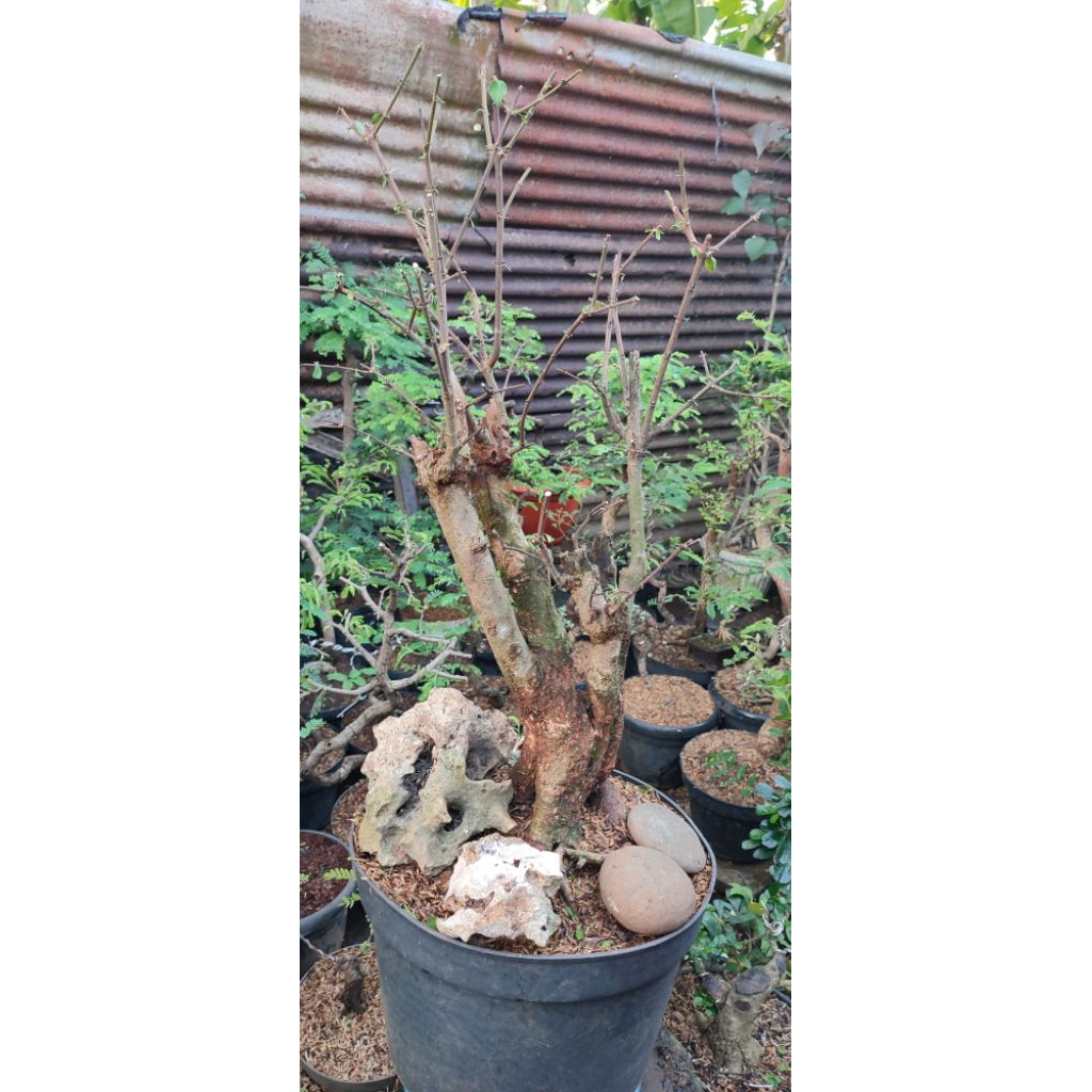 bonsai gulo gemantung bahan bonsai besar