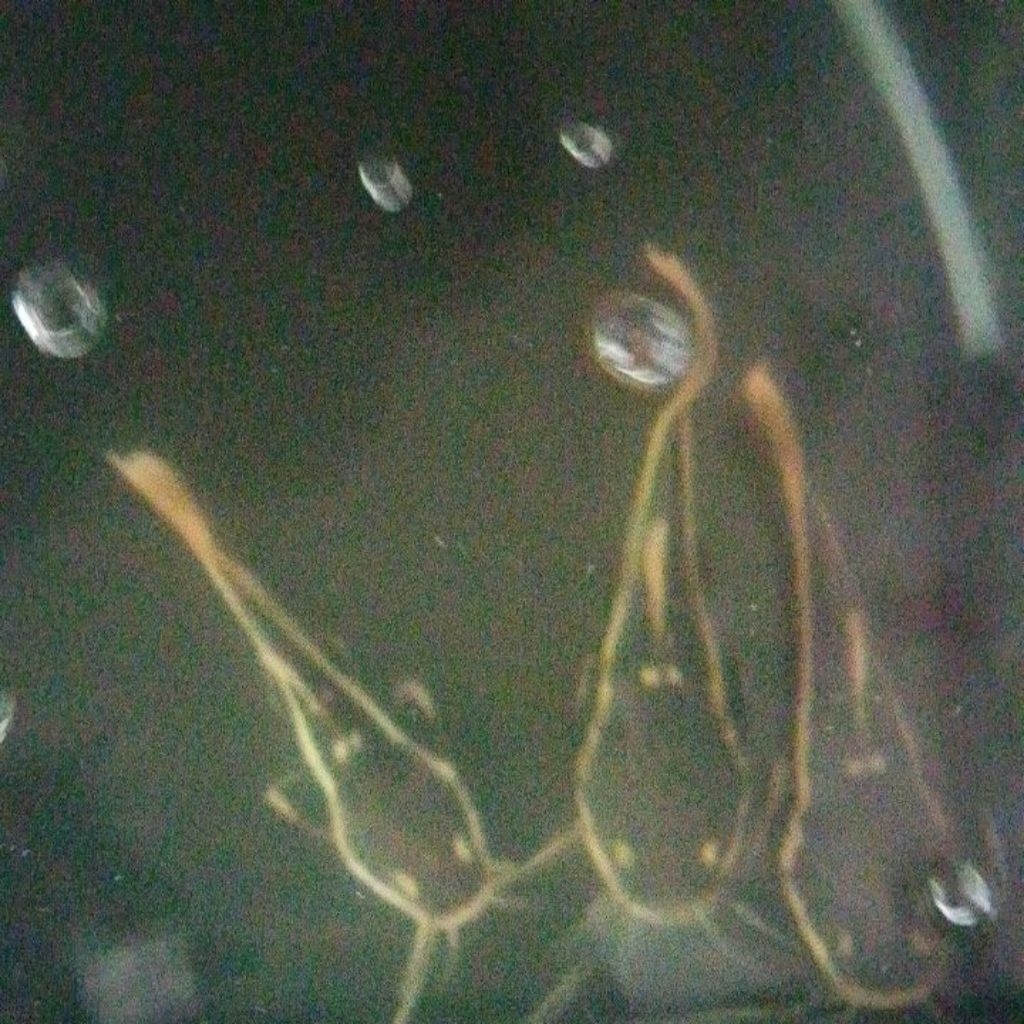 RTC RAT TAIL CATFISH