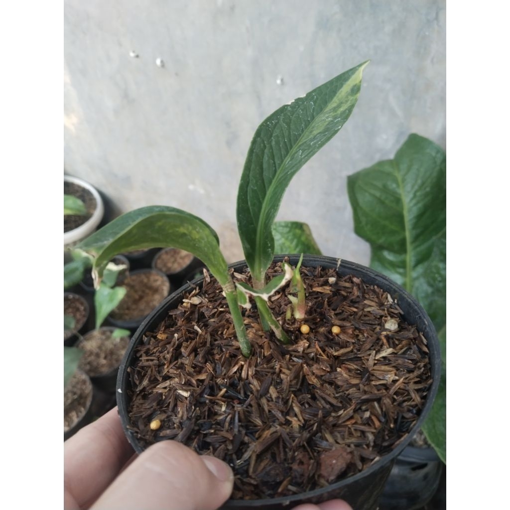 anthurium jemani Tanduk varigata