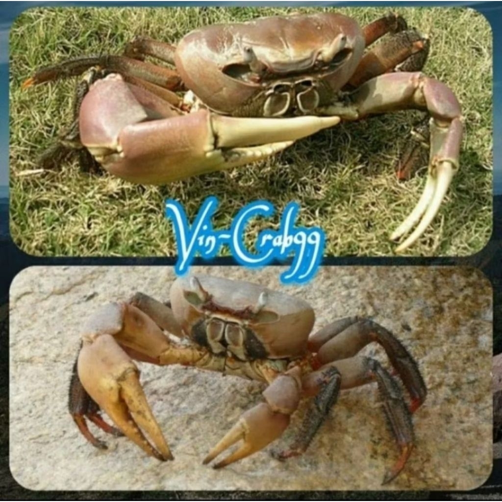 Kepiting Hias Tawar Jumbo (Cardisoma Carnifex)