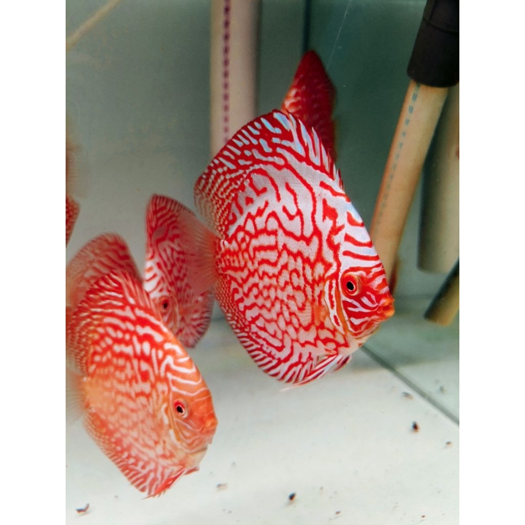 ikan discus pair / pasangan