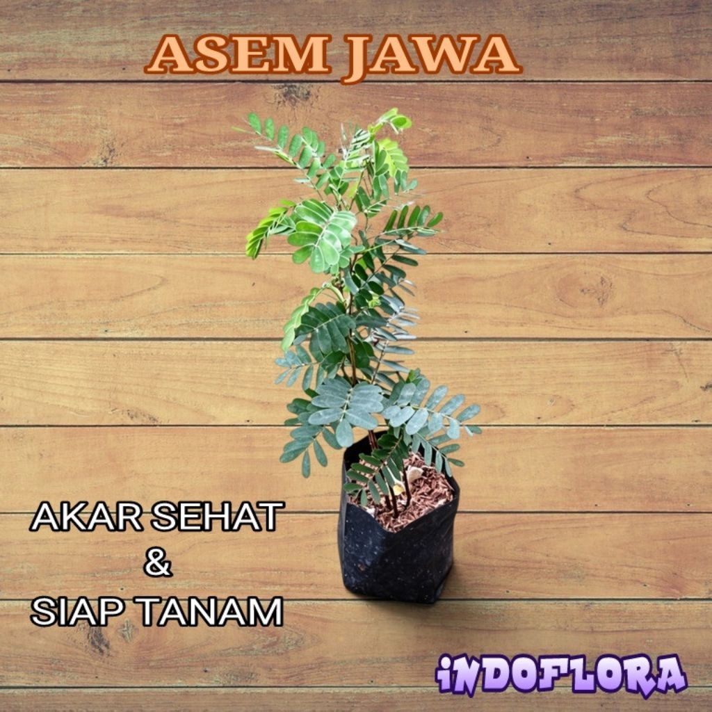 Tanaman Asem Jawa Bahan Bonsai
