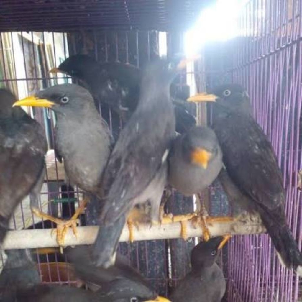 jalak kebo mata putih