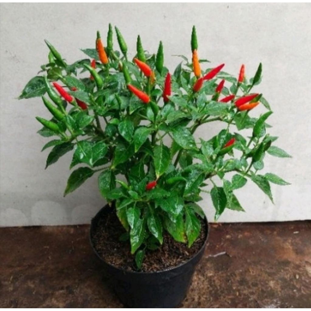 bibit tanaman hias cabe rawit berbuah plus pot