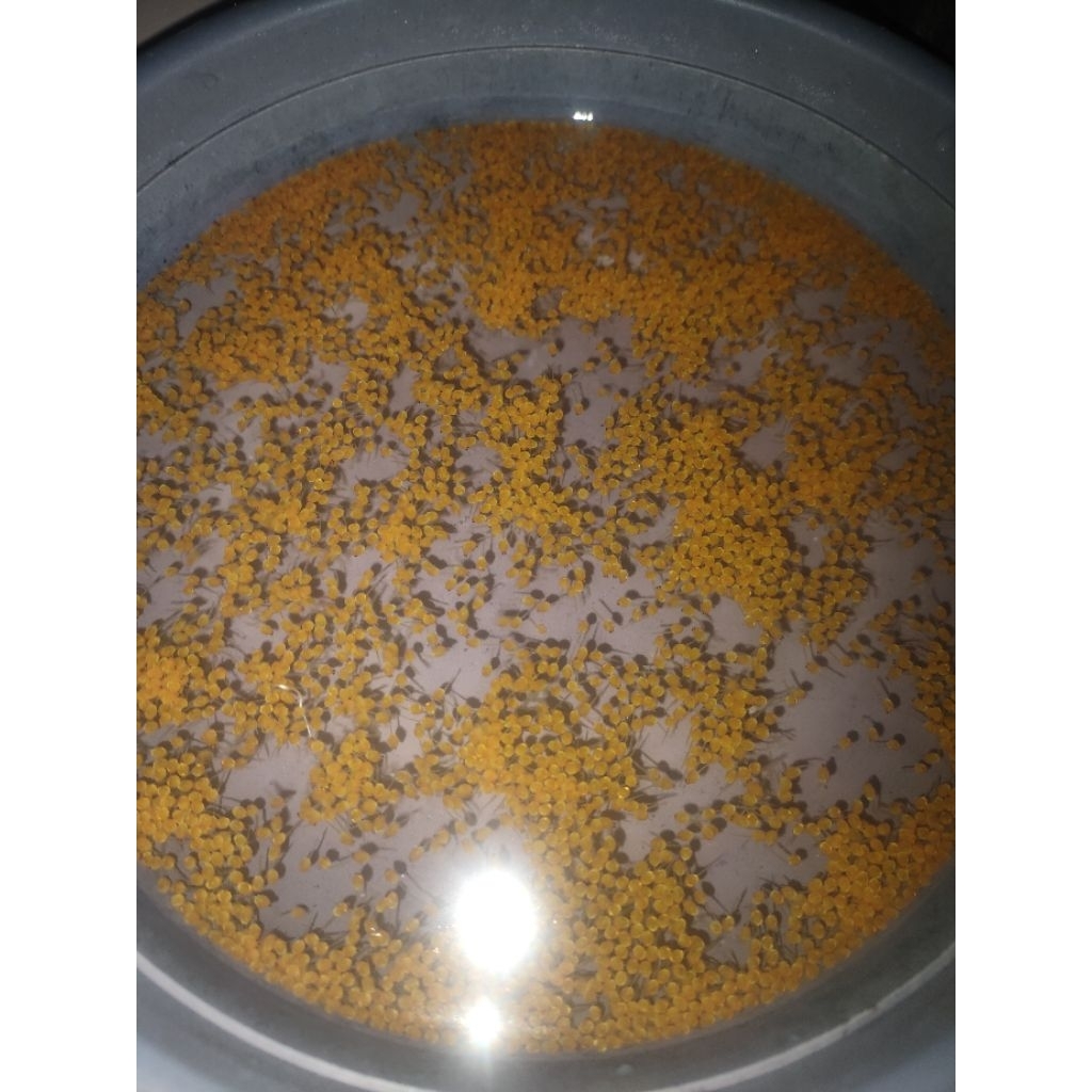 Paket Telur Gurame / Telor Gurame Soang 500