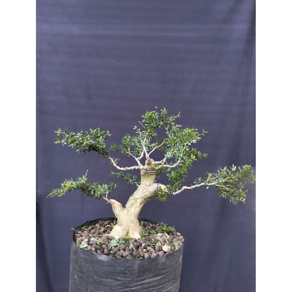 Bahan bonsai saeng simbur super mikro sesuai gambar