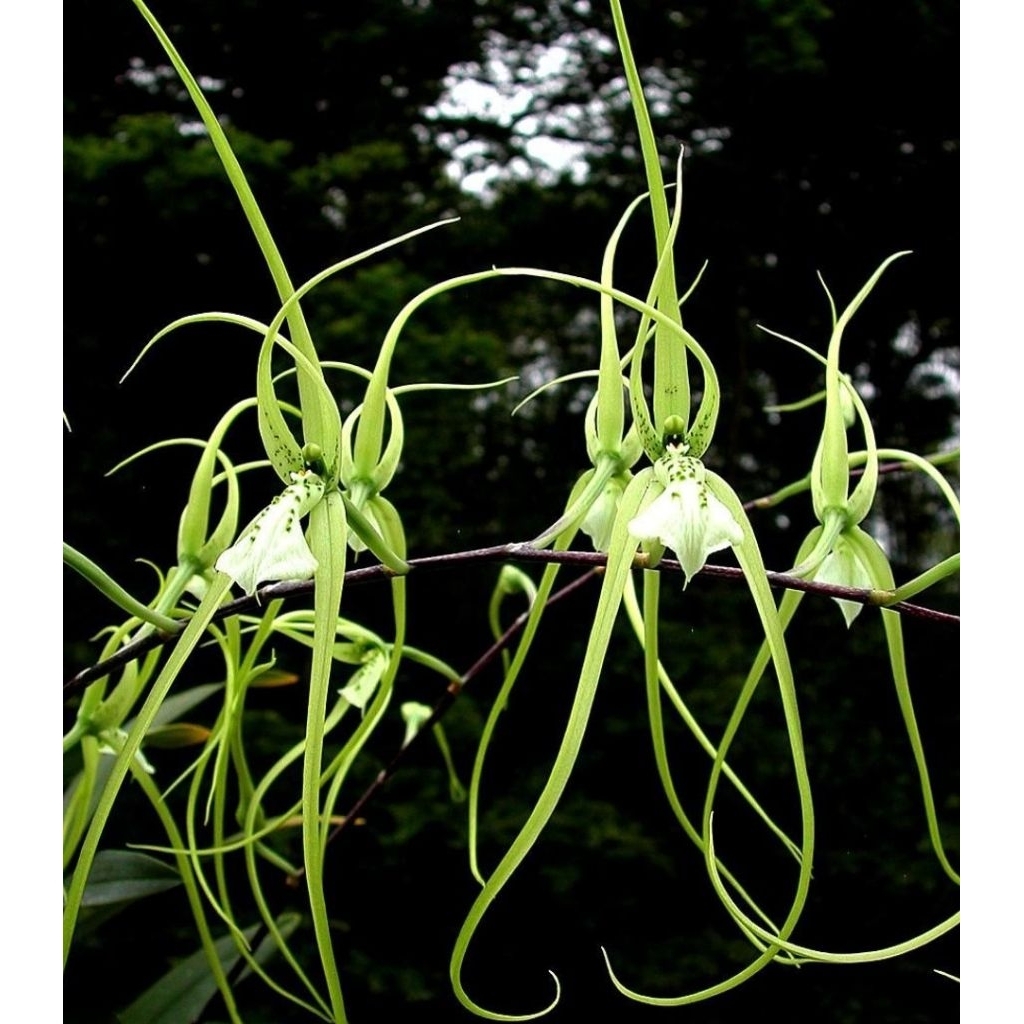 Oncydium brassia verrucosa