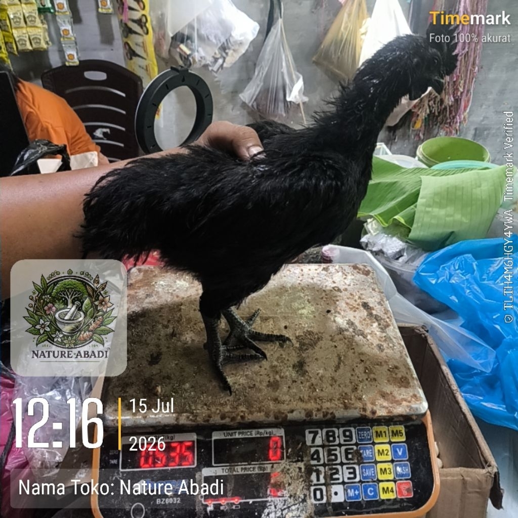 Ayam Cemani Lidah Hitam Super