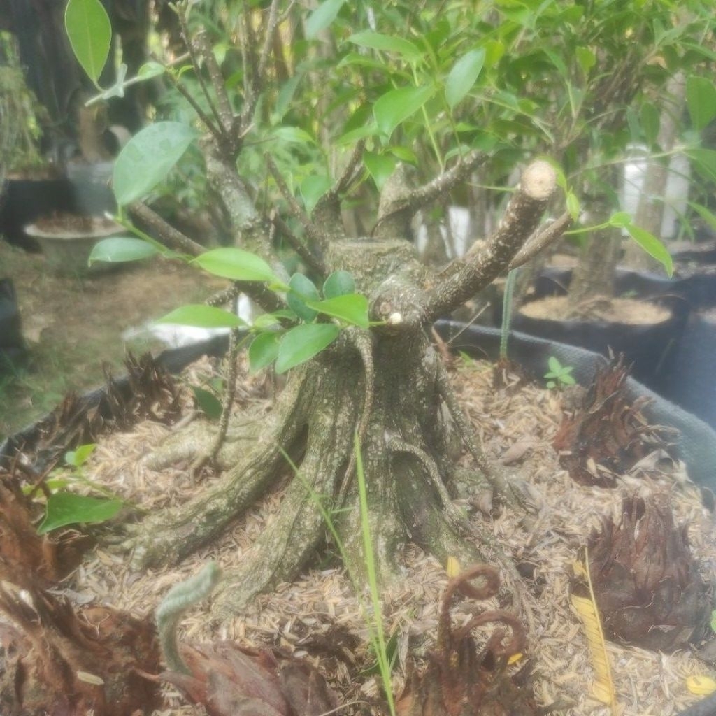 prokar kimeng