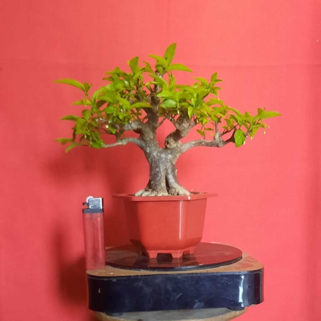 bonsai anput anting putri anput
