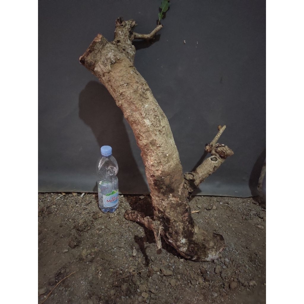 bahan bonsai dongkelan juwet Jamblang hitam realpic sesuai gambar
