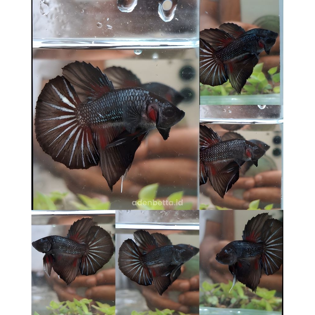 Cupang Hiasan Kamar HMPK Black Copper Male