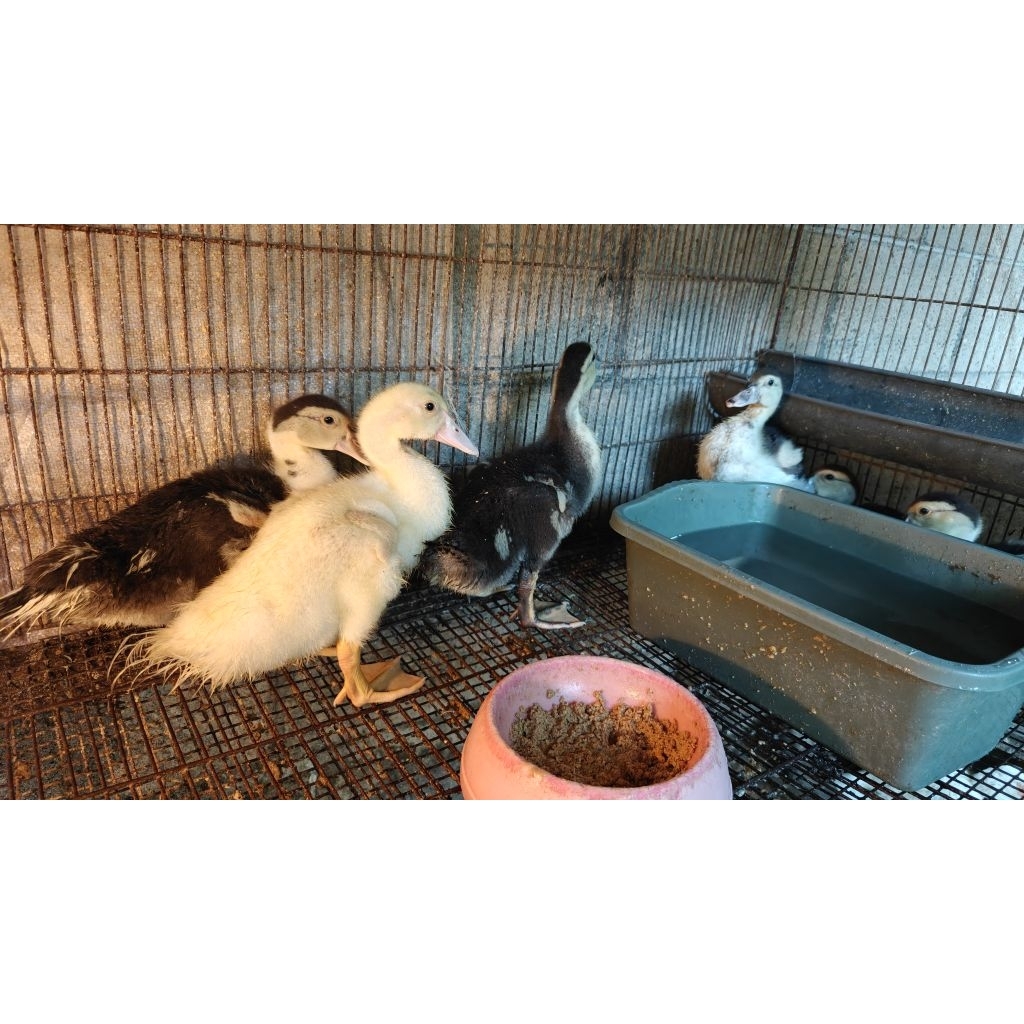 Anakan Entog / Bebek Serati