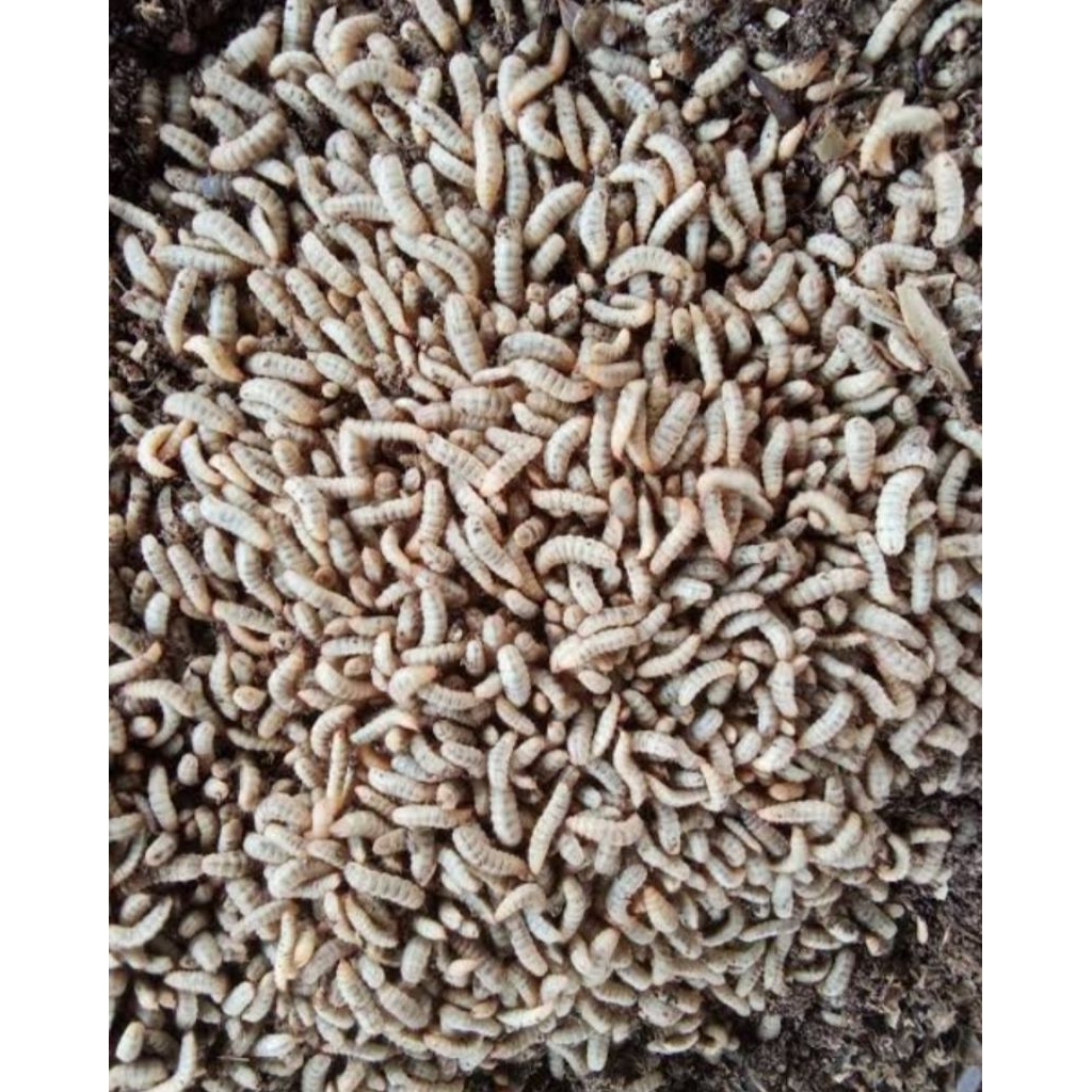 Maggot BSF Hidup Fresh Pakan Ternak lele ayam burung