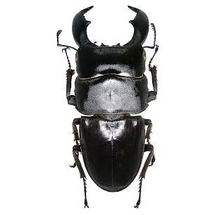 awetan serangga kumbang capit asli  dorcus titanus