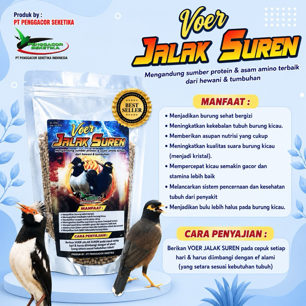 Voer Jalak Suren Penggacor Burung Makanan Pakan Jalak Suren