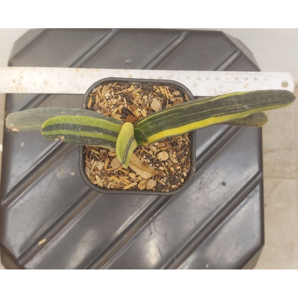 gasteria varigata