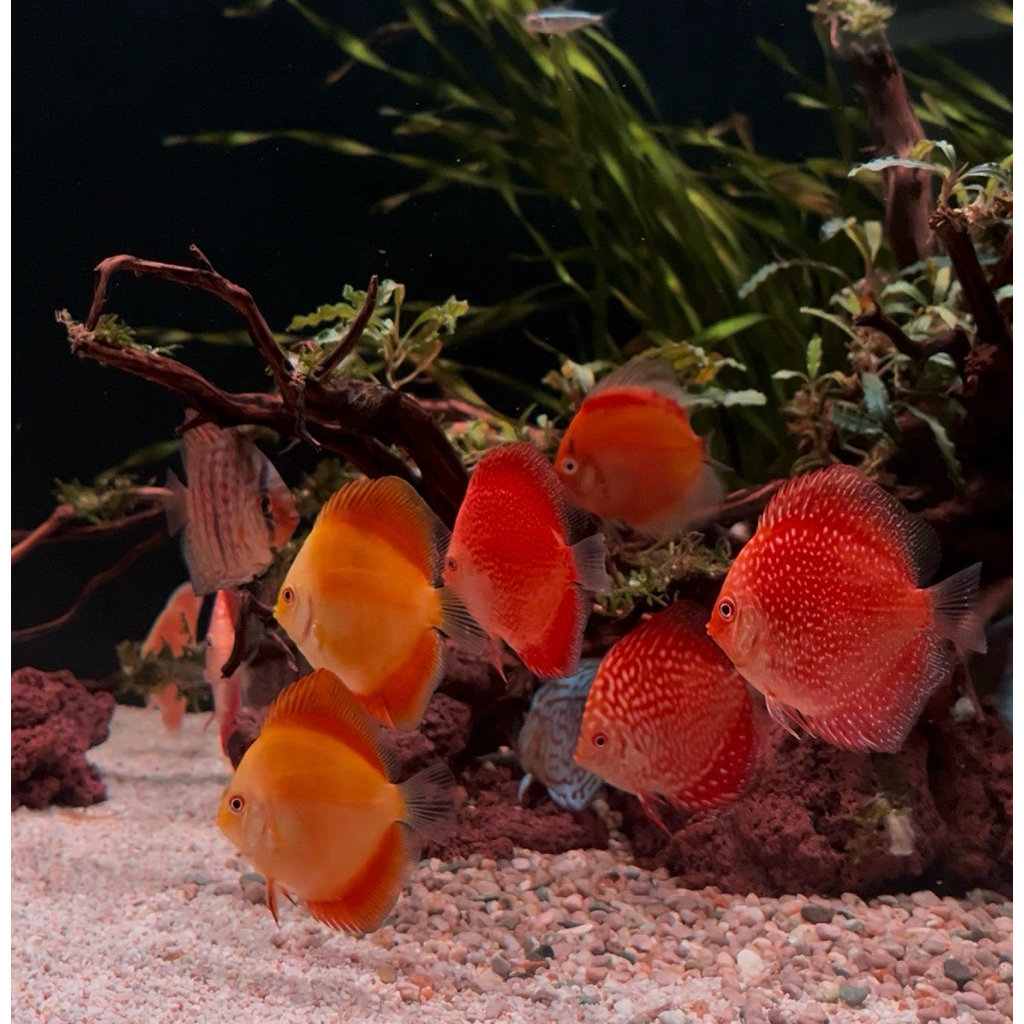 ikan discus 2inch