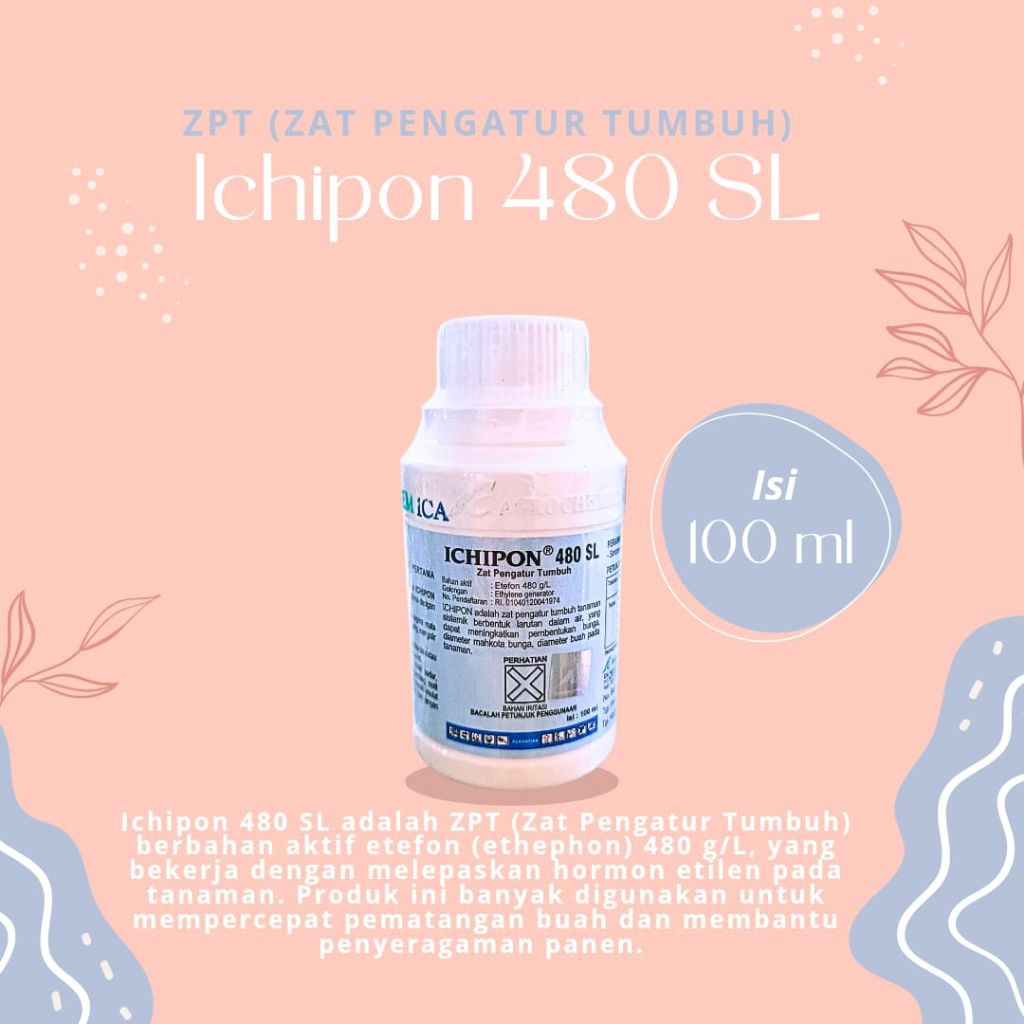 ICHIPON ZAT PENGATUR TUMBUH(ZPT)