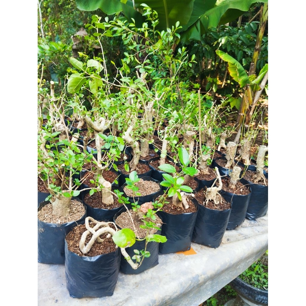 bonsai sancang bonggol bahan bonsai sancang tahapan mame hidup berakar siap program