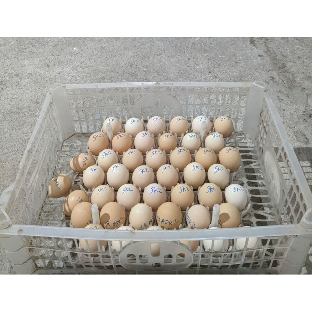telur tetas / telur fertil ayam KUB 2