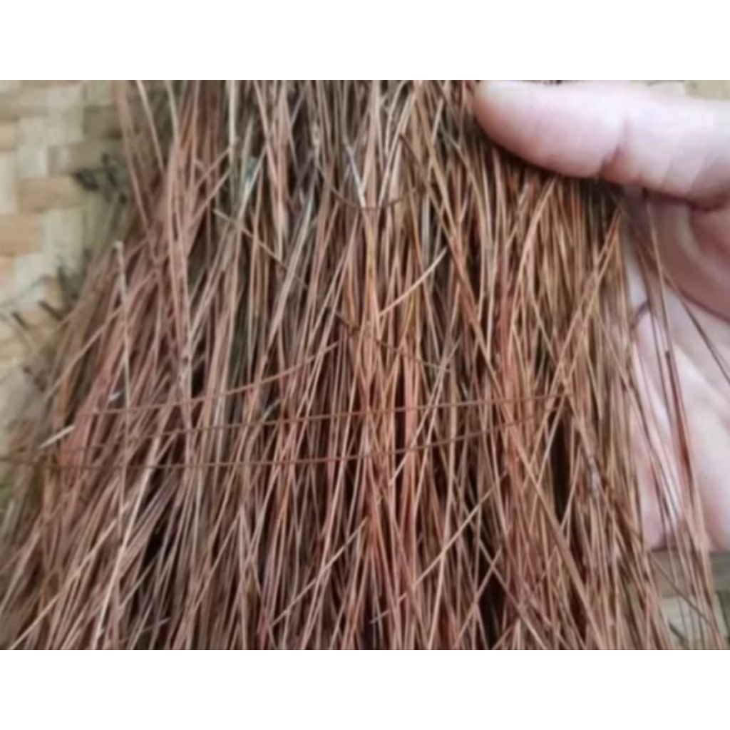 Daun pinus kering