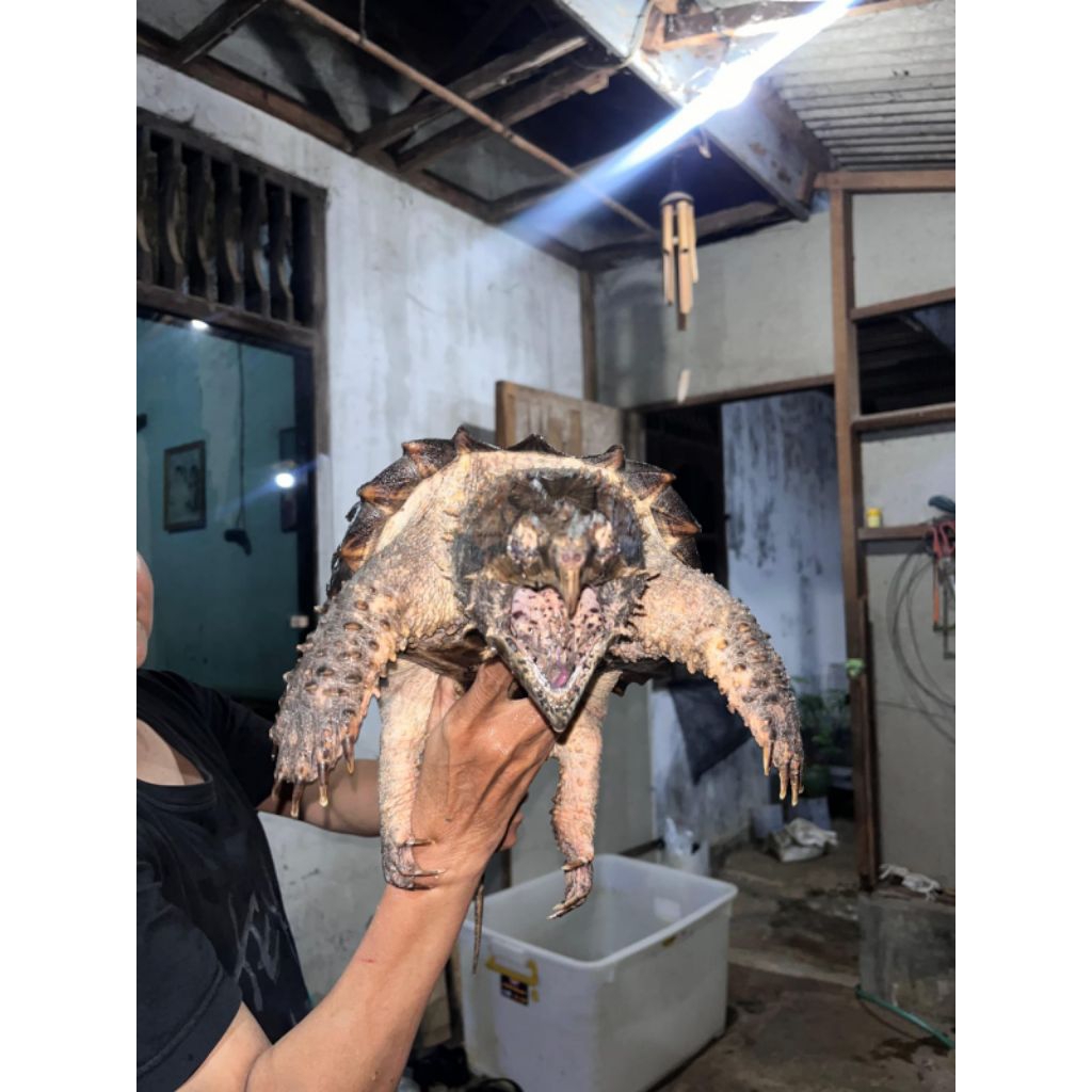 MAINAN kURA KURA MONSTER AST 23CM