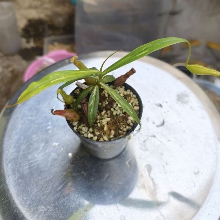 Tanaman karnivora Nepenthes Gracilis Varigata
