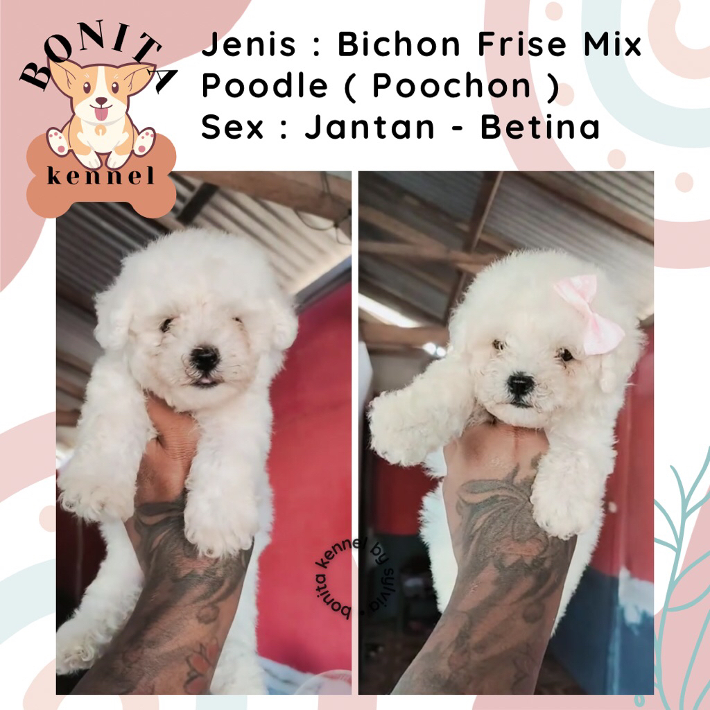 Poochon Bichon Frise Mix Poodle Anjing Bichon Poodle Particolor