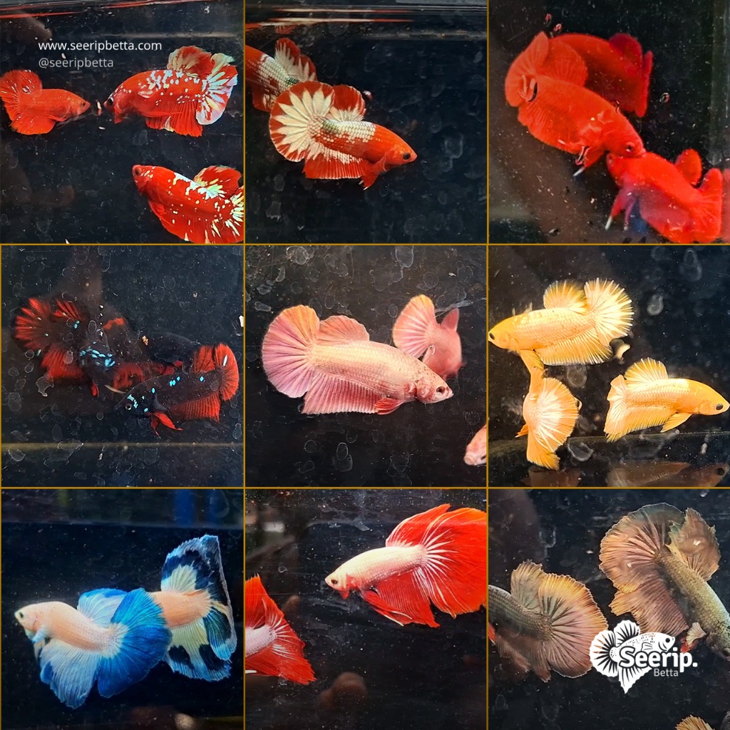 Partai Betta | Seerip Betta