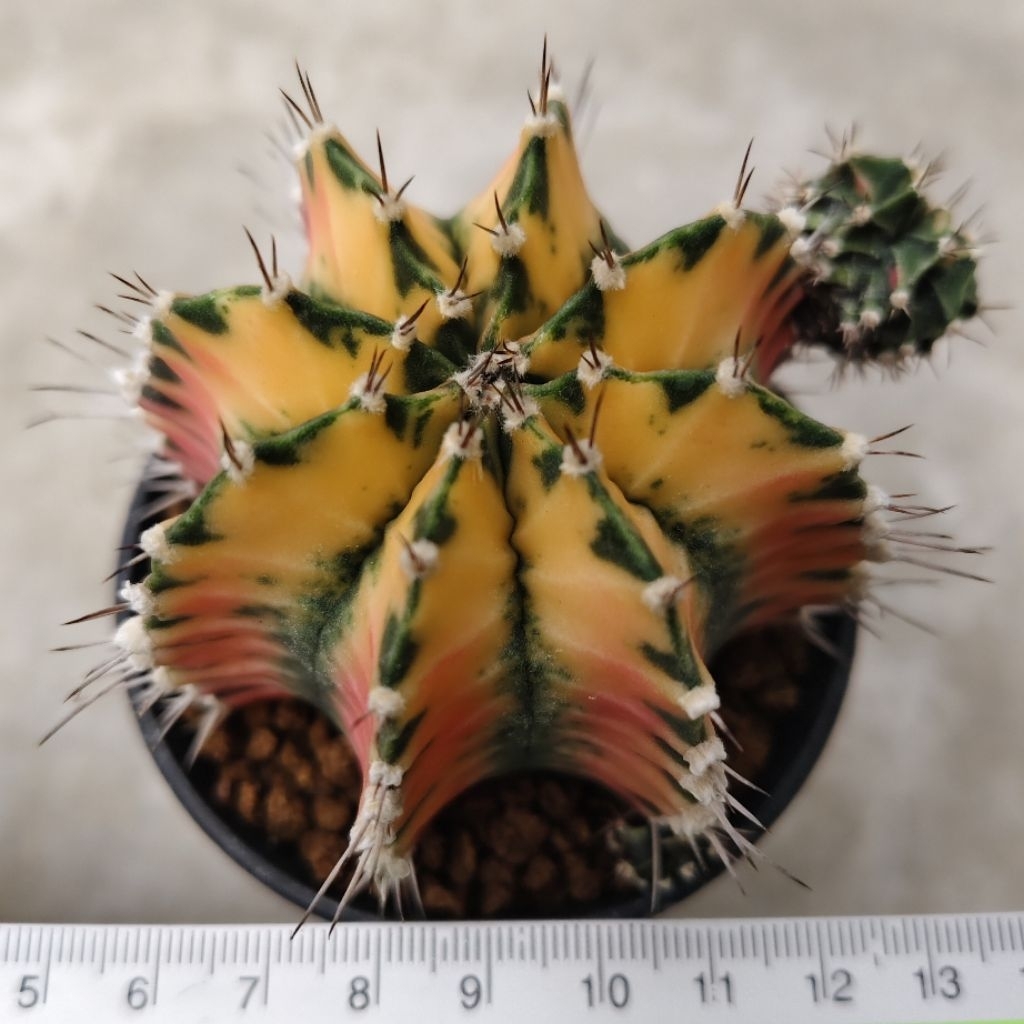 Kaktus Gymnocalycium mihanovichii Yellow Tiger