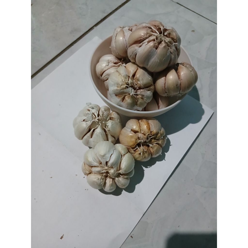 bawang putih sinco